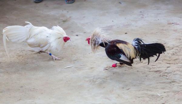 Bí quyết “Chọn Gà – Bắt Kèo – Nhận Tiền” khi chơi Đá Gà 78WIN