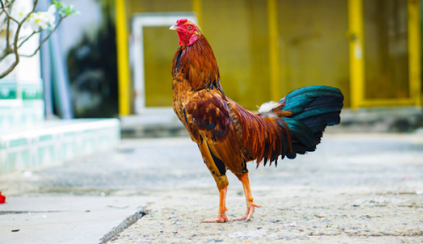 Bo gà đá là gì và tìm hiểu về thuốc tăng bo, cách nuôi gà bo lớn