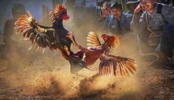 Đá Gà - Tham Gia Thiên Đường Chọi Kê Hấp Dẫn Tại Kwin
