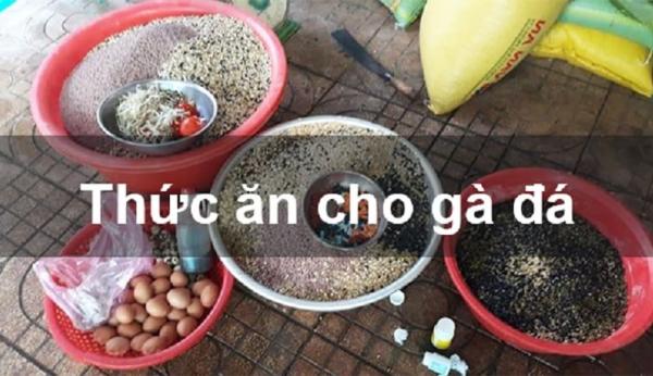 Gà đá trước khi đá cho ăn gì để tăng cường sức chiến khi vào trận?